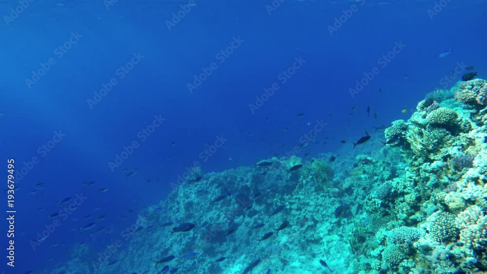 Tropical fish and coral reefs. A warm sea. Diving. Tropical fish and coral reefs. A warm sea. Diving.