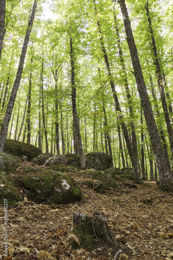 view of in an old green forest of chestnut trees in summer
view of in an old green forest of chestnut trees in summer