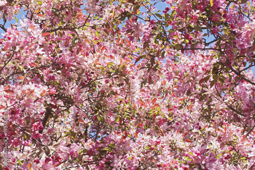 Pygmy crabapple (Malus x Pygmy) Pygmy crabapple (Malus x Pygmy)