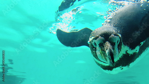 Pinguin taucht unter Wasser im Tierpark photo