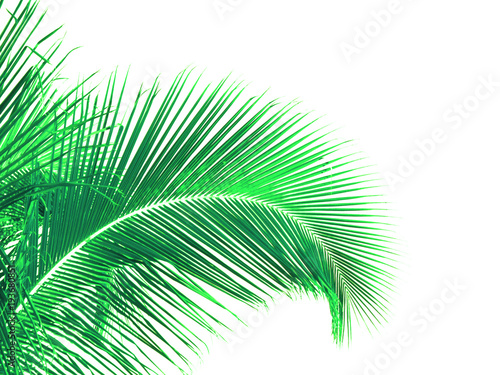 palme verte, fond blanc 