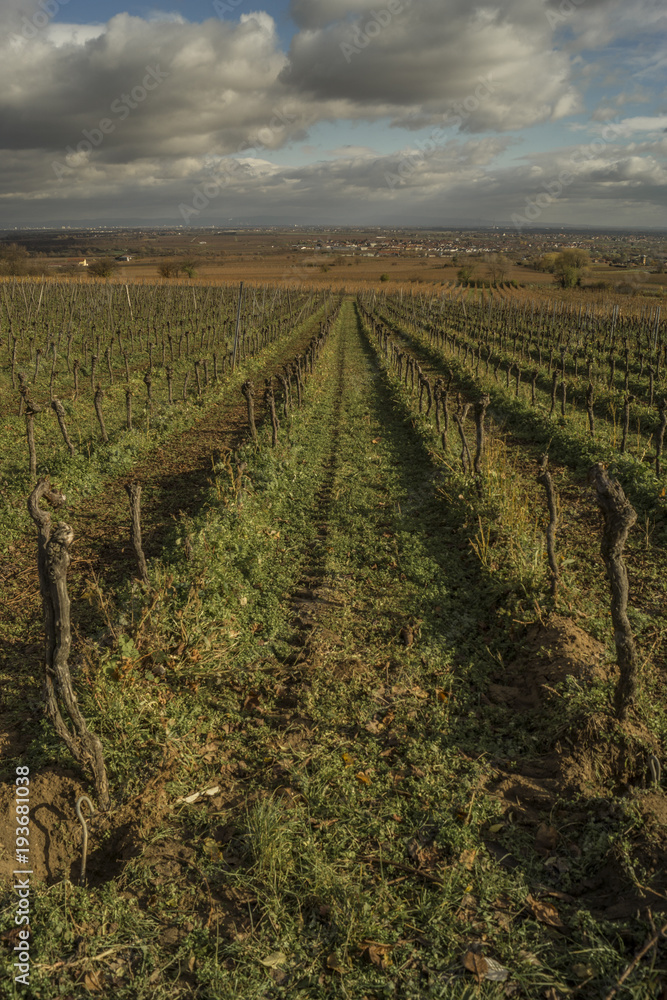 Rows of grapevines on a vineyard in november