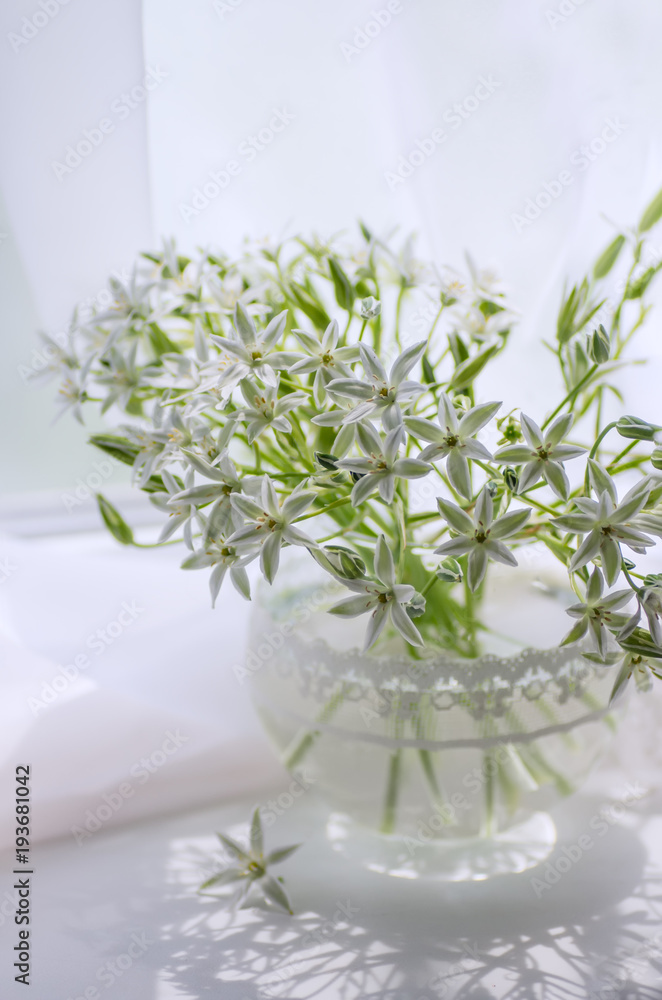 White flowers in a vase on the window. Ornithogalum.