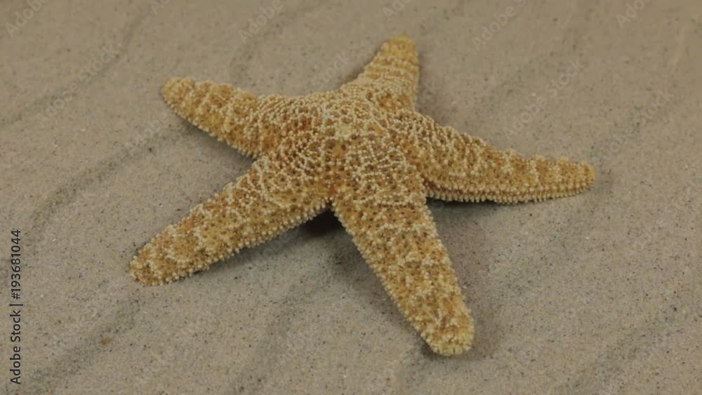 Rotation of a beautiful starfish lying on sand dunes. Rotation of a beautiful starfish lying on sand dunes.