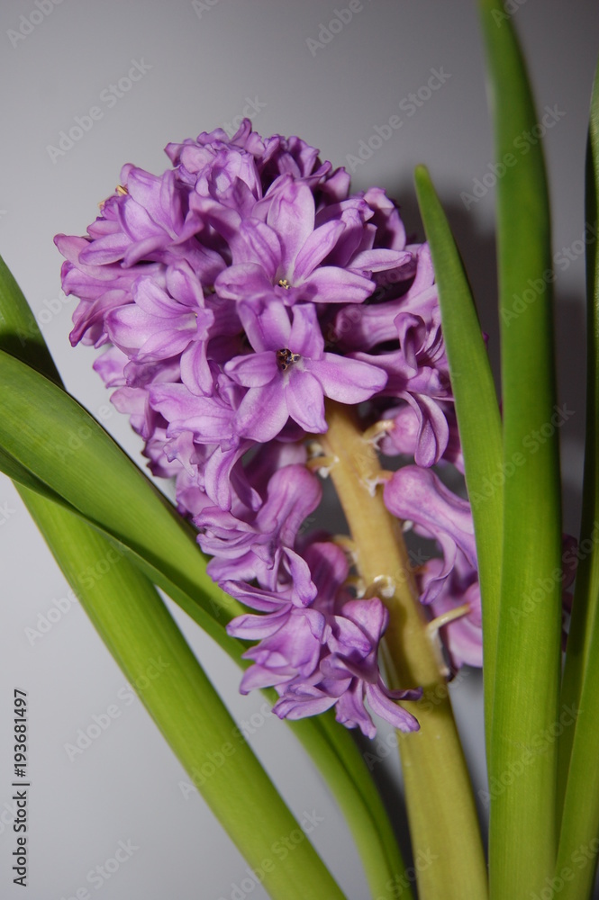 Fototapeta premium Hyacinthus orientalis