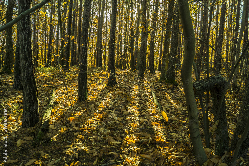 low sunlight casting rays and shadows between trees in forrest low sunlight casting rays and shadows between trees in forrest