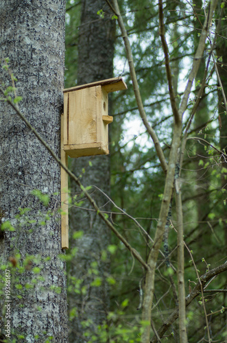 a birdhouse on a tree in a spring forest