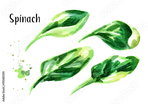 Spinach set. Watercolor hand drawn illustration, isolated on white background