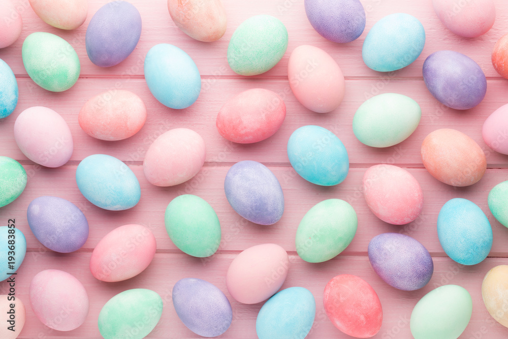 Pink pastel color tulip on the white background. Easter background. Pink pastel color tulip on the white background. Easter background.