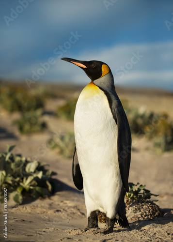 Close up of a King penguin on a sandy beach