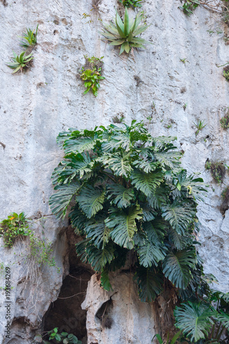 Monstera deliciosa growing in mountain rock, Vinales, Cuba.