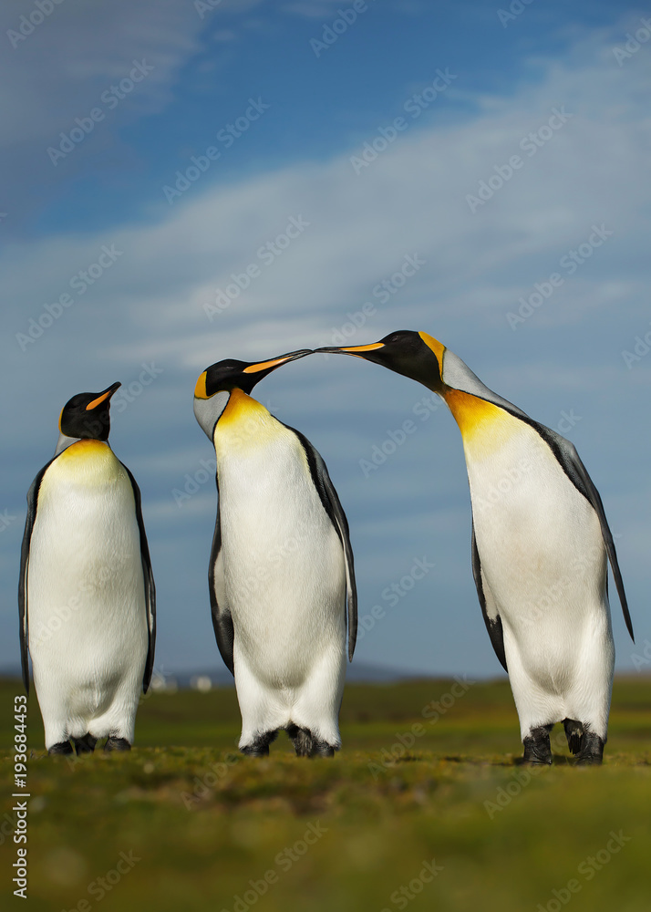 Fototapeta premium Three King penguins displaying aggressive behavior during mating season