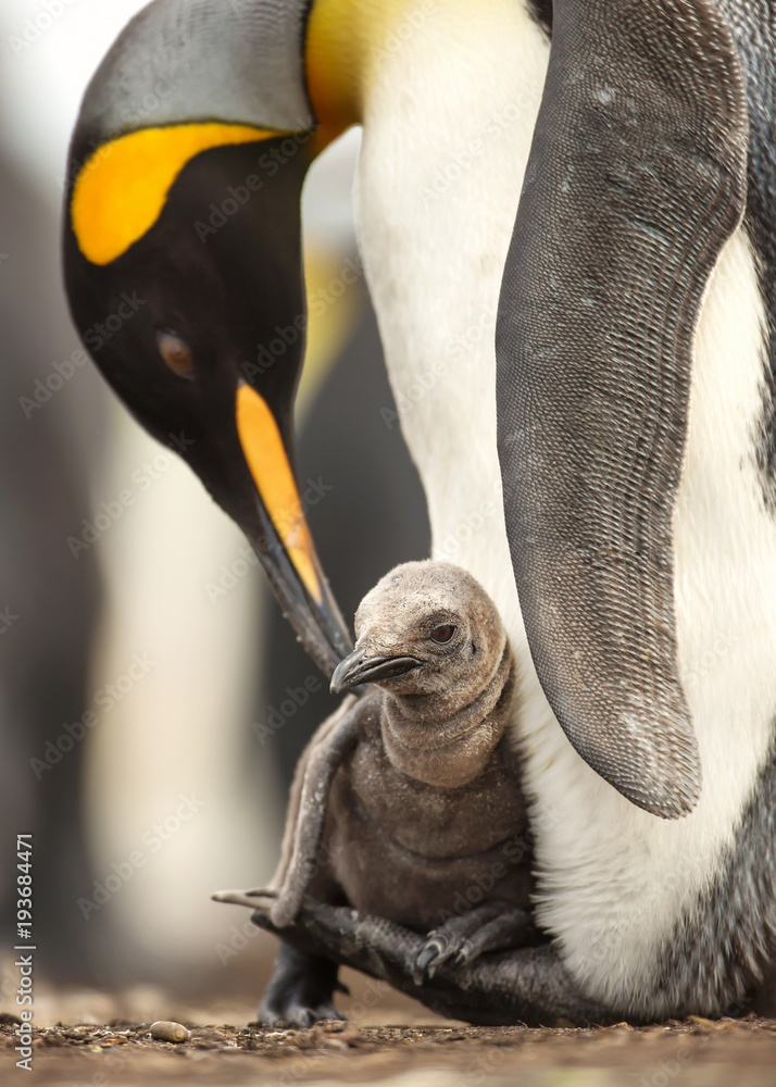 Close up of King penguin chick sitting on the feet of its parent - obrazy, fototapety, plakaty 