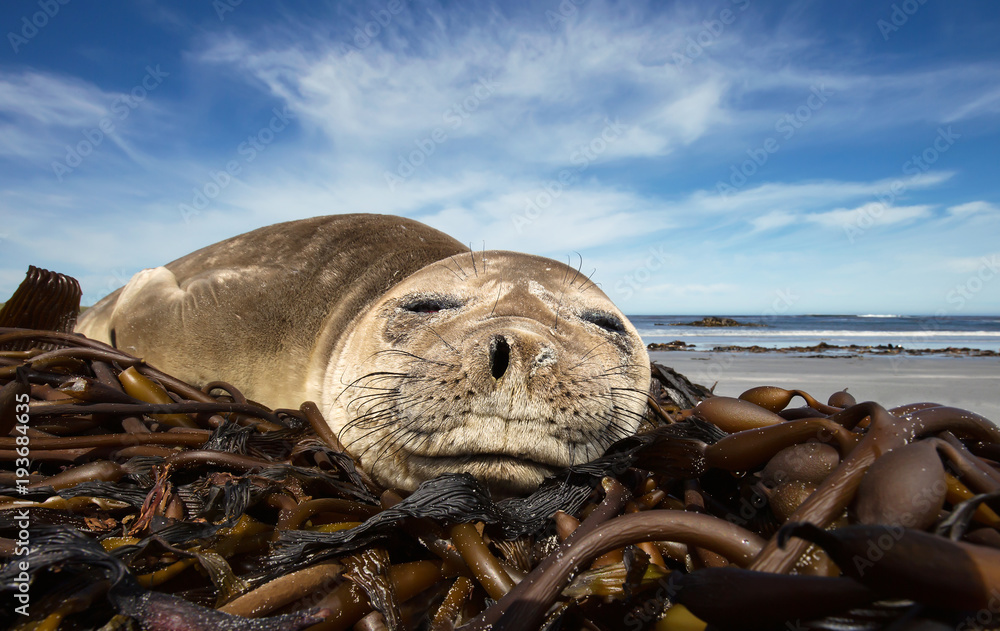 Close up of a young Southern Elephant seal sleeping on a sandy beach