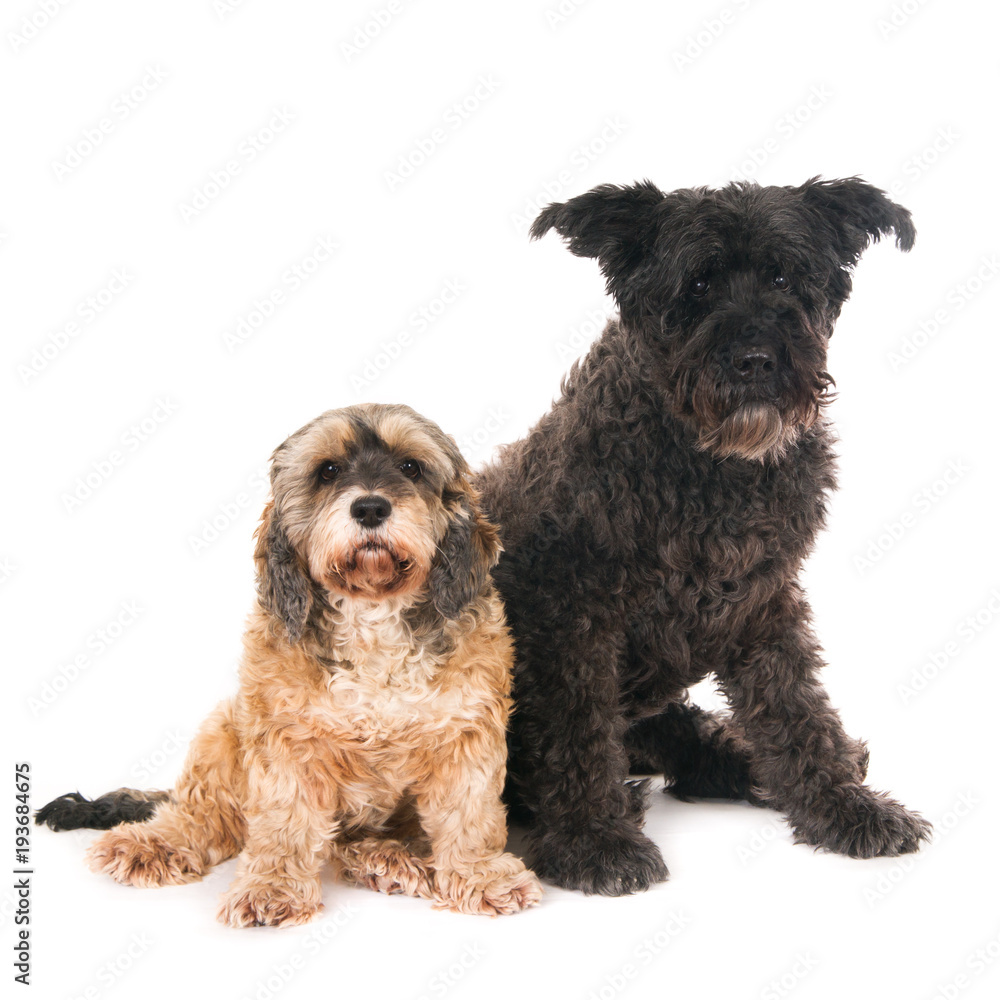 Crossbreed dog and a bouvier dog, looking at camera. On white. Square image.