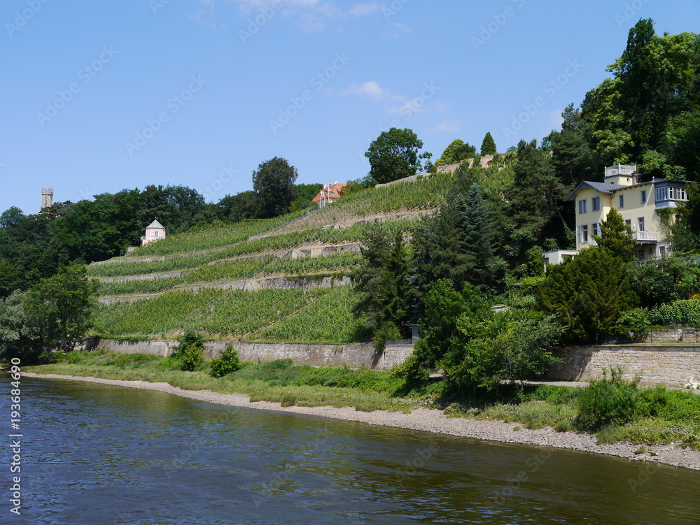 Dresdener Umland mit Weinbergen an der Elbe