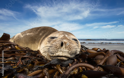 Fototapeta Naklejka Na Ścianę i Meble -  Close up of a young Southern Elephant seal sleeping on a sandy beach