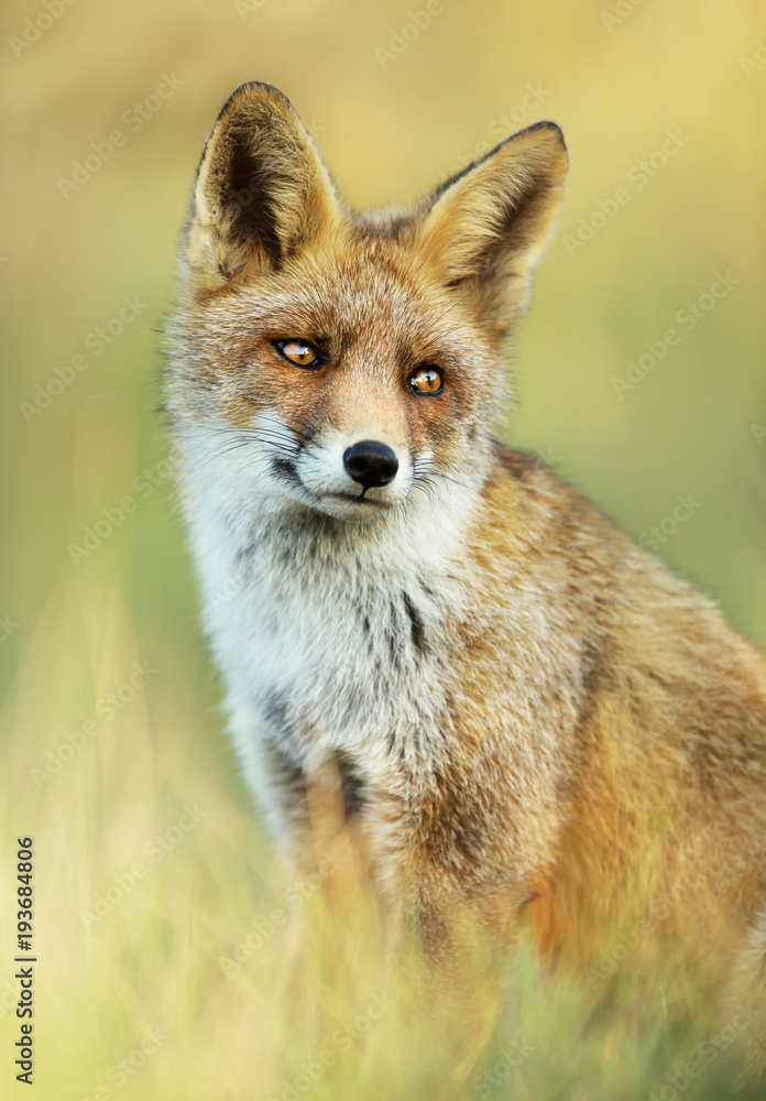 Fototapeta premium Close up of a cute Red fox sitting in the grass