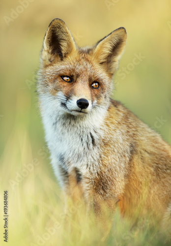 Close up of a cute Red fox sitting in the grass © giedriius