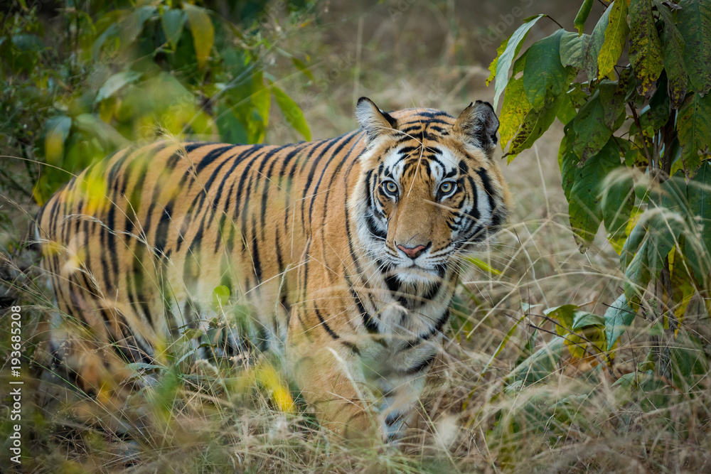 Fototapeta premium Future ruler of Bandhavgarh National Park