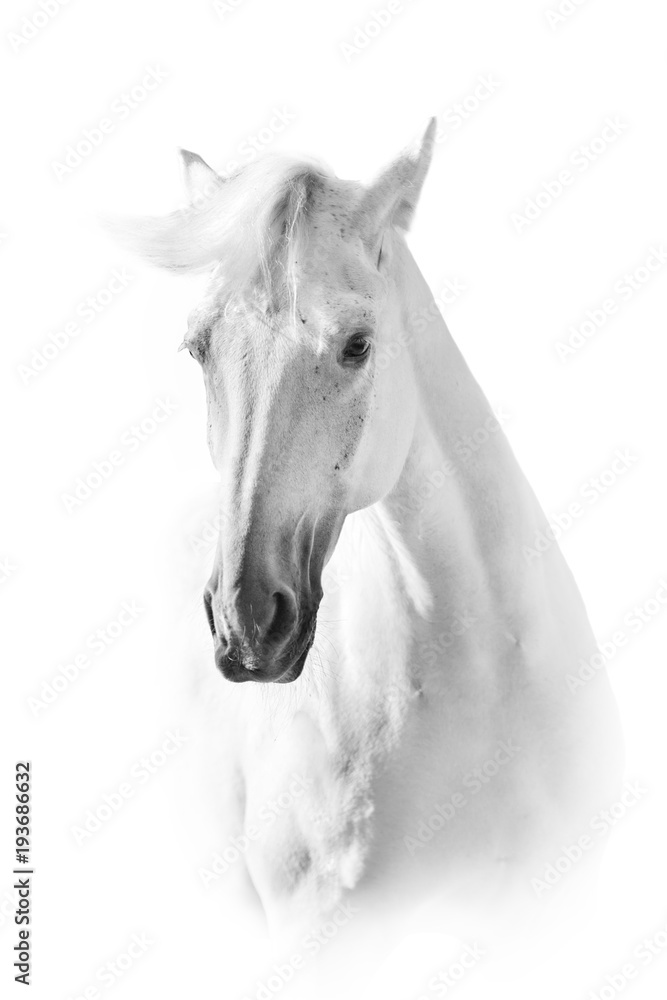 Naklejka premium Biały koń z bliska portret na białym tle