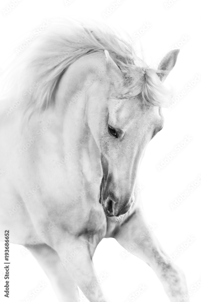 Fototapeta premium Biały koń z bliska w ruchu portret na białym tle