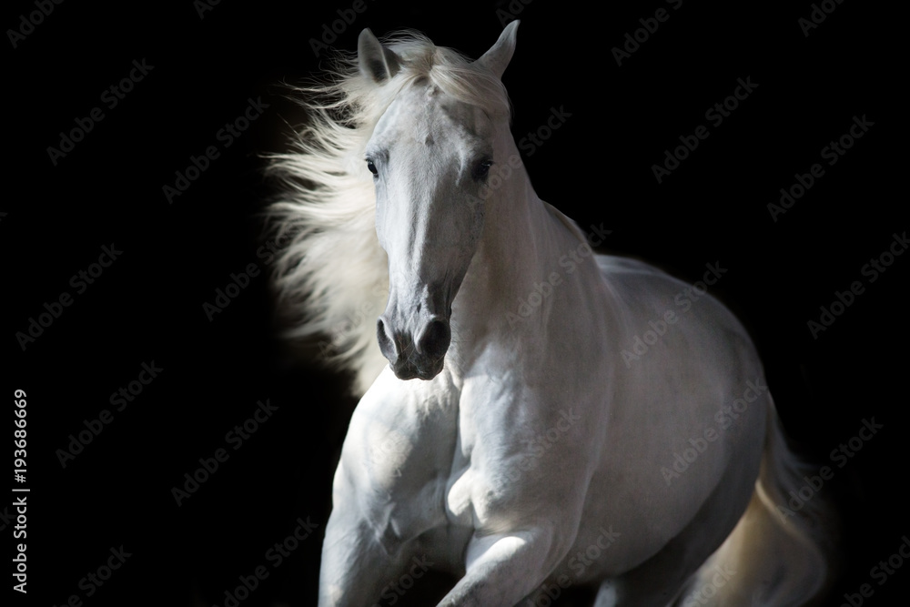 Obraz premium Biały koń portret w ruchu odizolowywającym na czerni