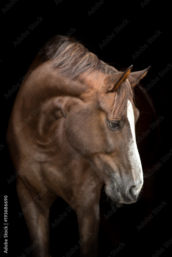 Naklejka premium Czerwony koński portret na czarnym tle