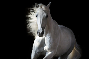 White horse portrait in motion isolated on black