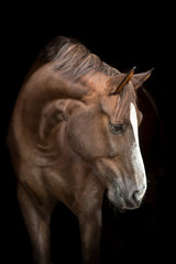 Red horse portrait on black background