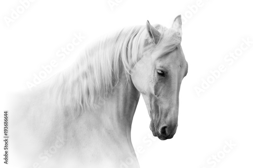 White horse close up portrait on white background