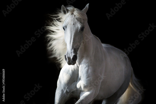 Fototapeta Białego konia portret w ruchu odizolowywającym na czerni