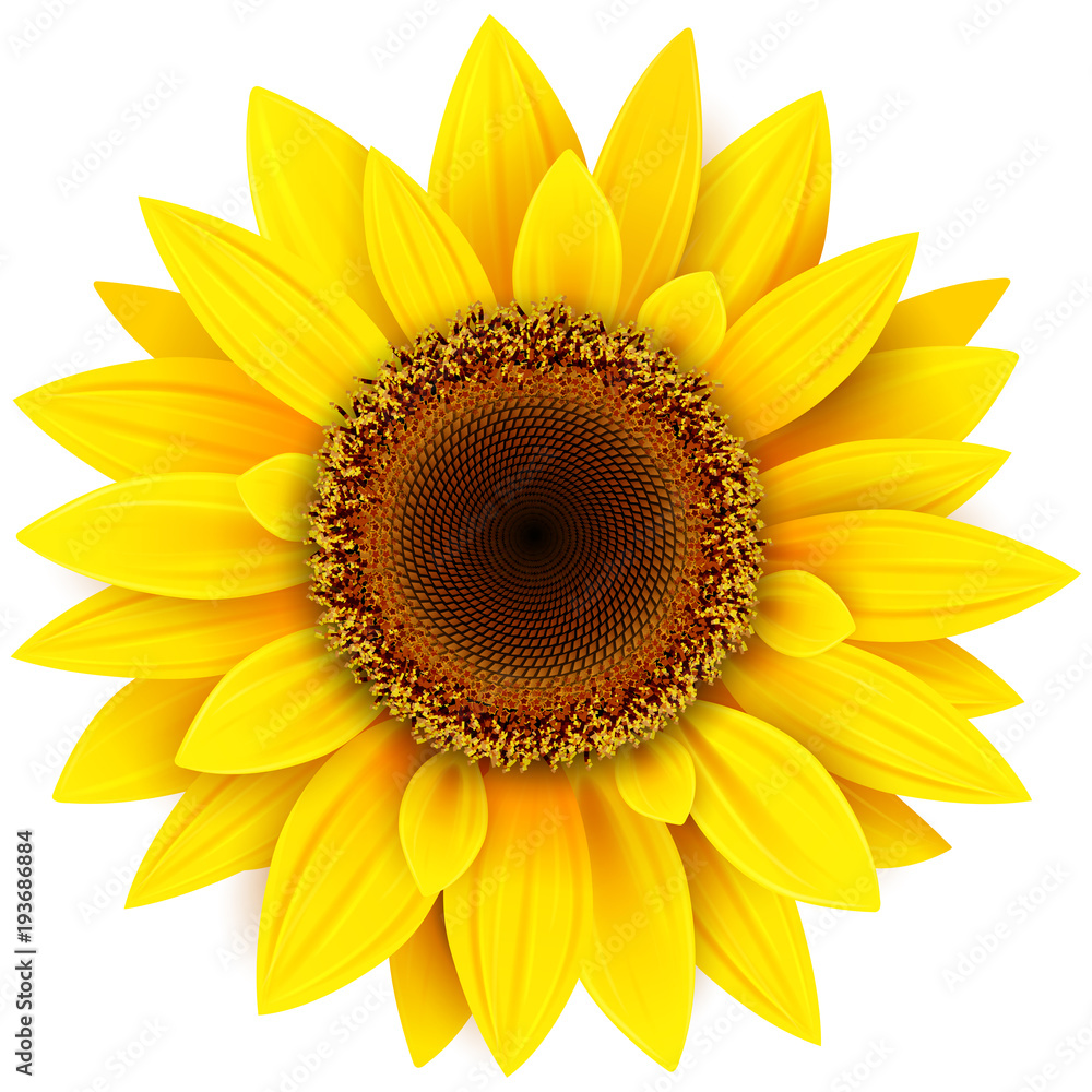 Naklejka premium Słonecznikowy kwiat odizolowywający