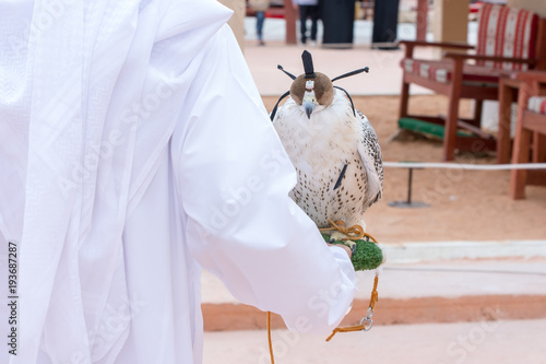 Arabian falcon with head cover