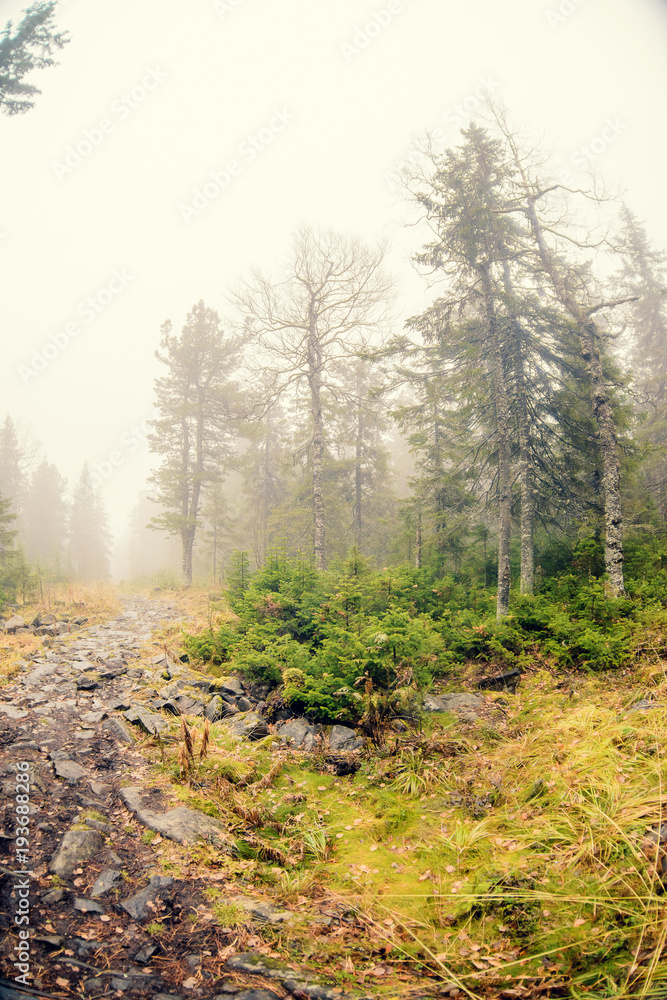 Autumn mist over river and forest - Beautiful fall landscape with a river going through stones, surrounded by forests in autumn colors and shrouded by a mystical mist. Autumn mist over river and forest - Beautiful fall landscape with a river going through stones, surrounded by forests in autumn colors and shrouded by a mystical mist.