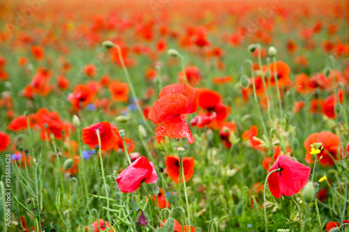 Field of red poppies  Papaver rhoeas 