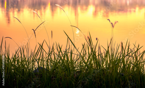 grass flower near lake with sunset background.