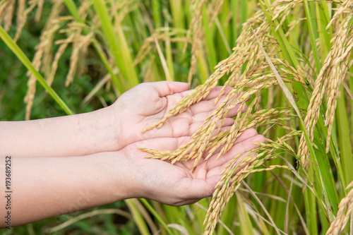 Ears of rice in woman hand.