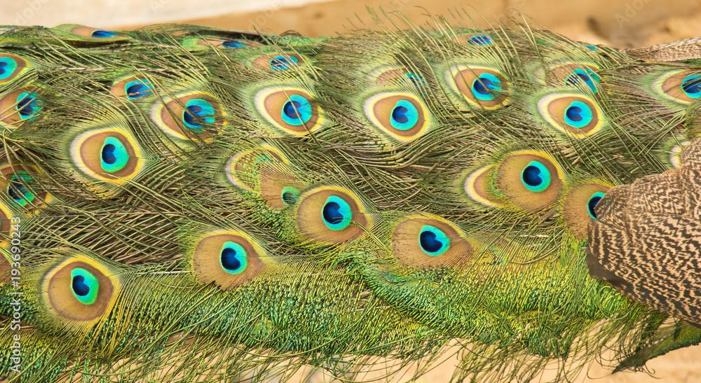 Fototapeta premium Beautiful feathers of the peacock's tail, Close up.