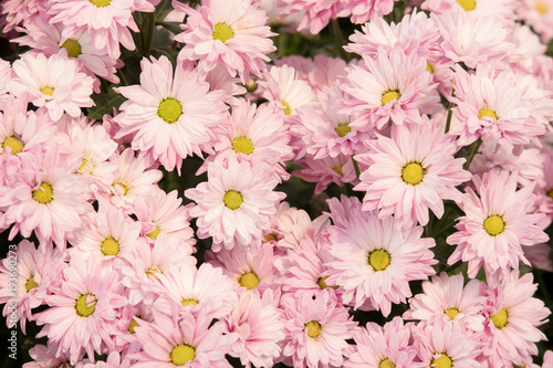 Beautiful pink chrysanthemum  Dendranthemum grandifflora  flower for nature background.
