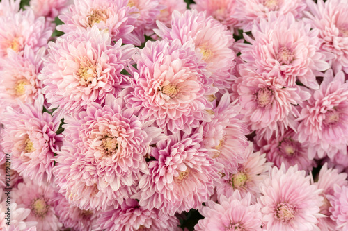 Beautiful pink chrysanthemum flower for nature background.