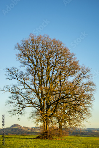 oak in autumn with blue sky