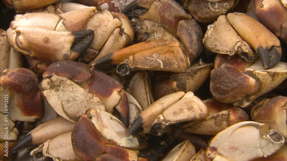 A close up shot of crab claws inside a basket. A close up shot of crab claws inside a basket.