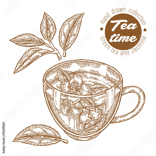 Hand drawn cup of tea. Green tea and jasmine isolated on white. Vector illustration engraved. Design for packaging.