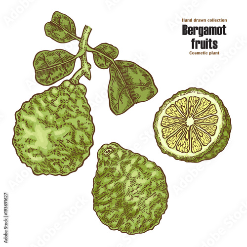 Bergamot fruit and leaves. Hand drawn cosmetic plants. Vector illustration.