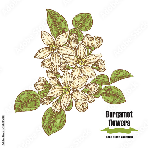 Bergamot branch with flowers and leaves. Hand drawn cosmetic plants. Vector illustration