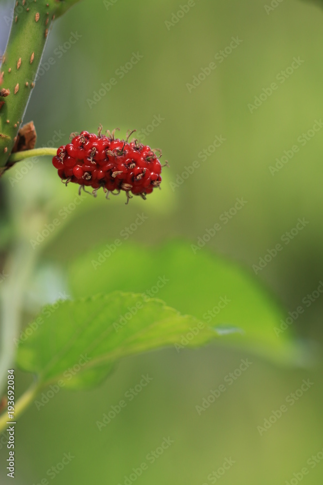 Close up red mulberry and green background Close up red mulberry and green background
