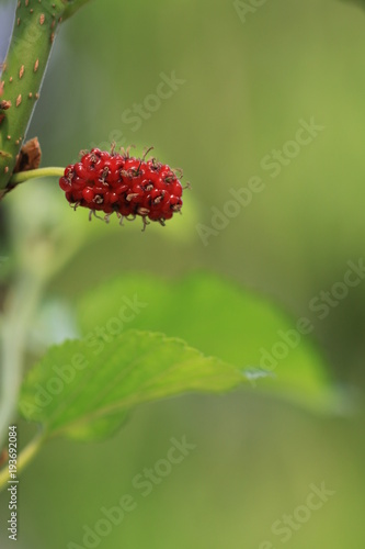 Close up red mulberry and green background