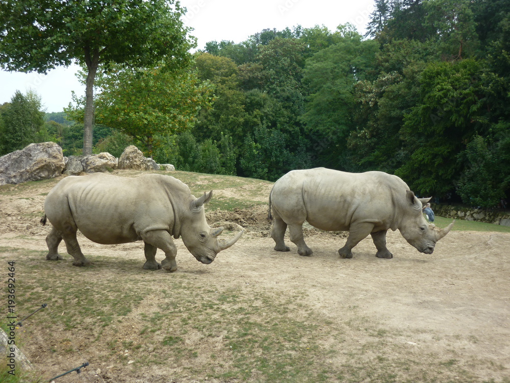 Fototapeta premium Rhinocéros