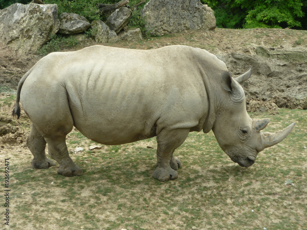 Rhinocéros Rhinocéros